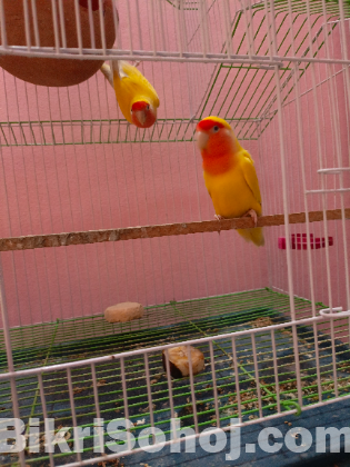 Love Bird Lutino With CAGE